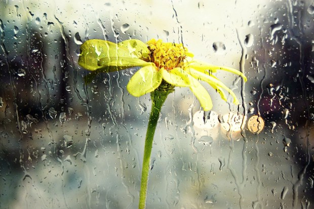 regen blume
